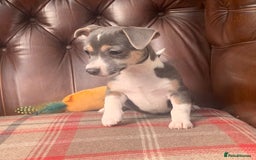Jack Russell dogs for sale: Fantastic litter of miniature jr rare  colours  - Image 25