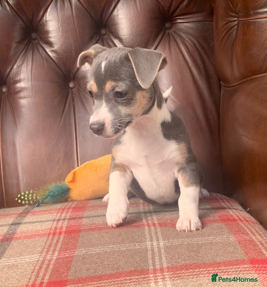 Jack Russell dogs for sale: Fantastic litter of miniature jr rare  colours  - Image 25