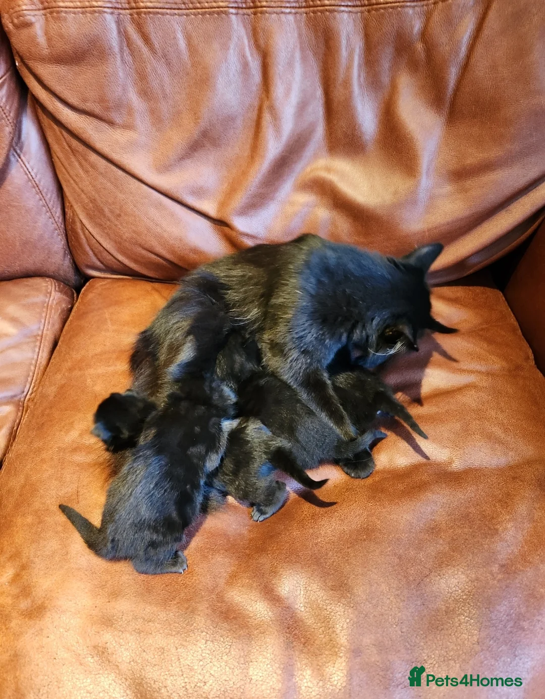 Norwegian Forest Cat cats for sale: 🐾 Loving Fluffy Kittens for New Homes - Advert 11