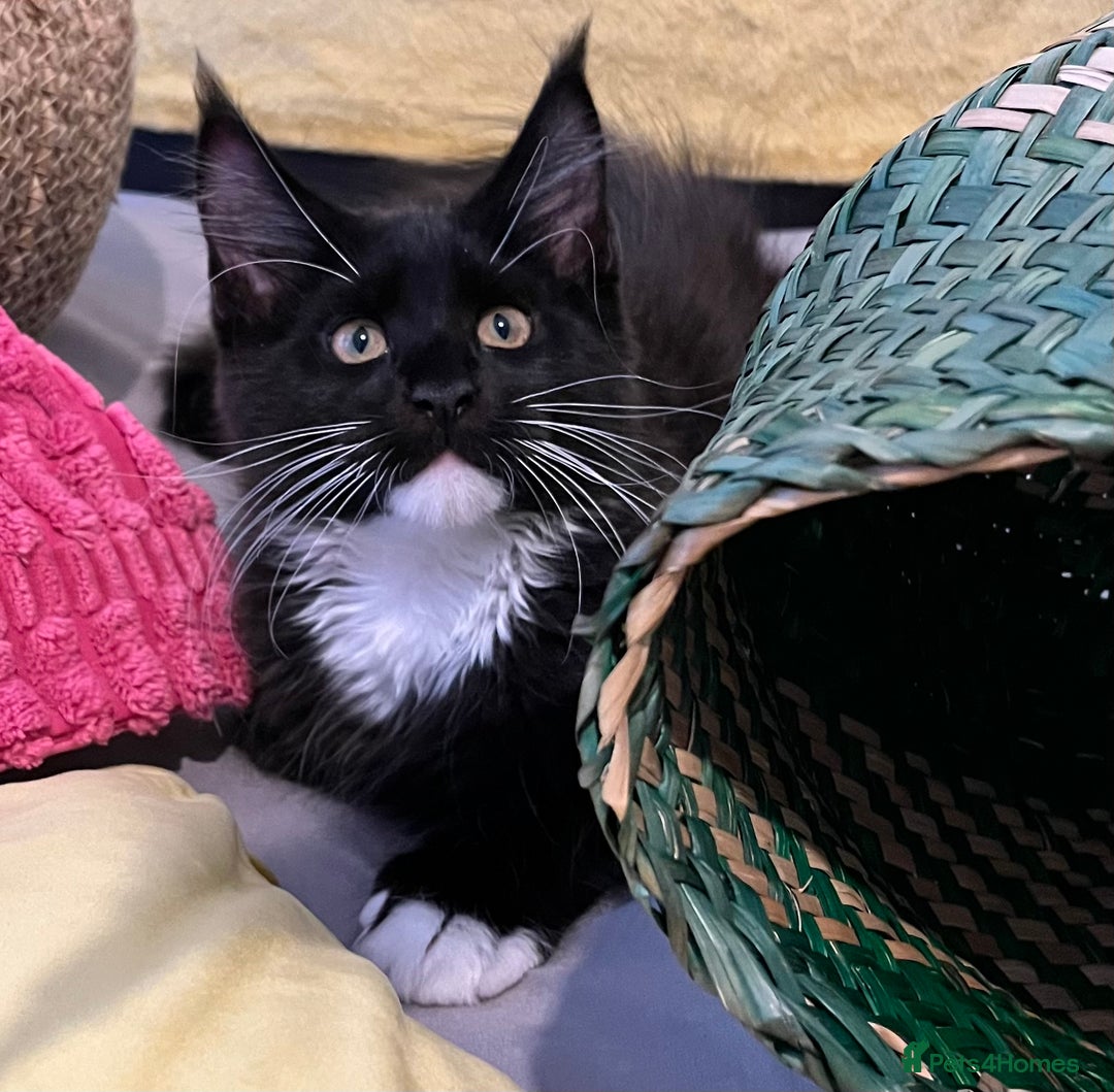 Maine Coon cats for sale: GCCF active / domestic Maine Coon  - Image 30