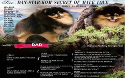 Pomeranian dogs for sale: Pomeranian girls  - Image 10