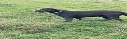 Labrador Retriever dogs for stud: Gorgeous KC Charcoal Labrador Stud - Advert 5