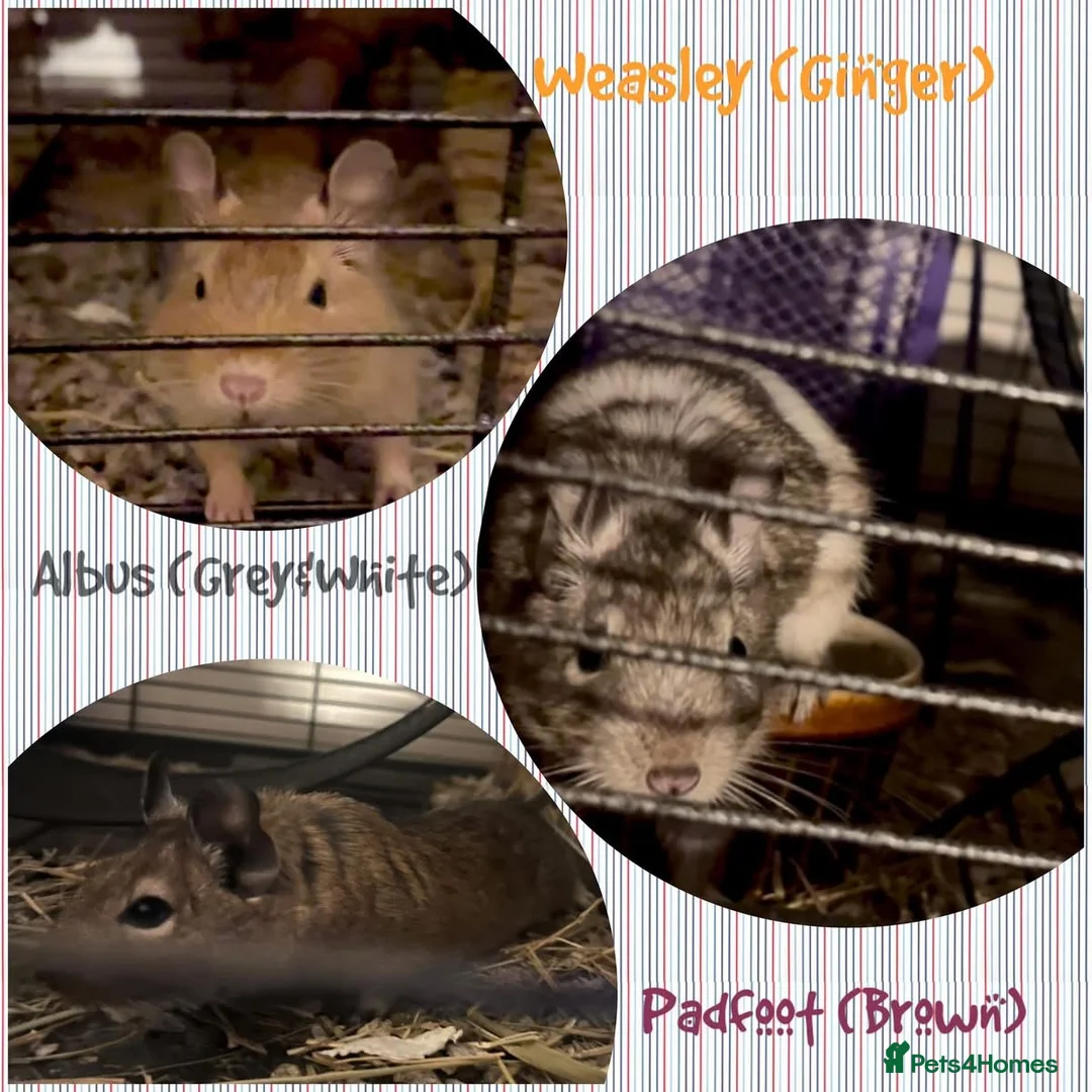 Degus rodents for sale: Three gorgeous bonded male Degus. - Advert 1