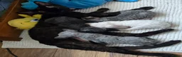 Devon Rex cats for sale: Black Devon Rex boy - Advert 2