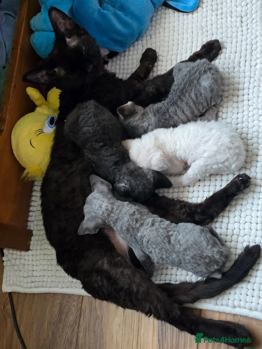 Devon Rex cats for sale: Black Devon Rex boy - Advert 2