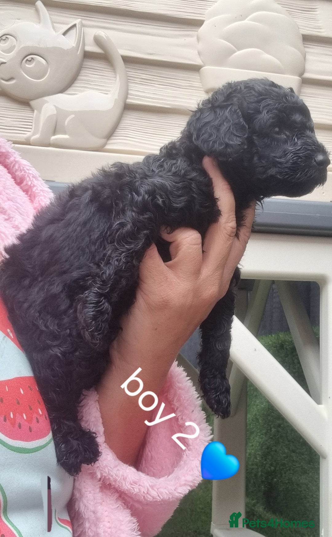 Miniature Poodle dogs for sale: Miniture poodle  - Image 3