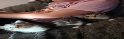 Maine Coon cats for sale: Beautiful cross kittens  - Advert 1