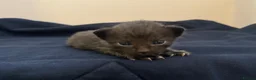 Mixed Breed cats for sale: Sphynx cross kittens x6 - Advert 29