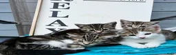 Mixed Breed cats for sale: beautiful kittens  in Slough - Advert 4