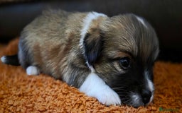 Pomchi dogs for sale: Amazing little Pomchi Pups - Image 10