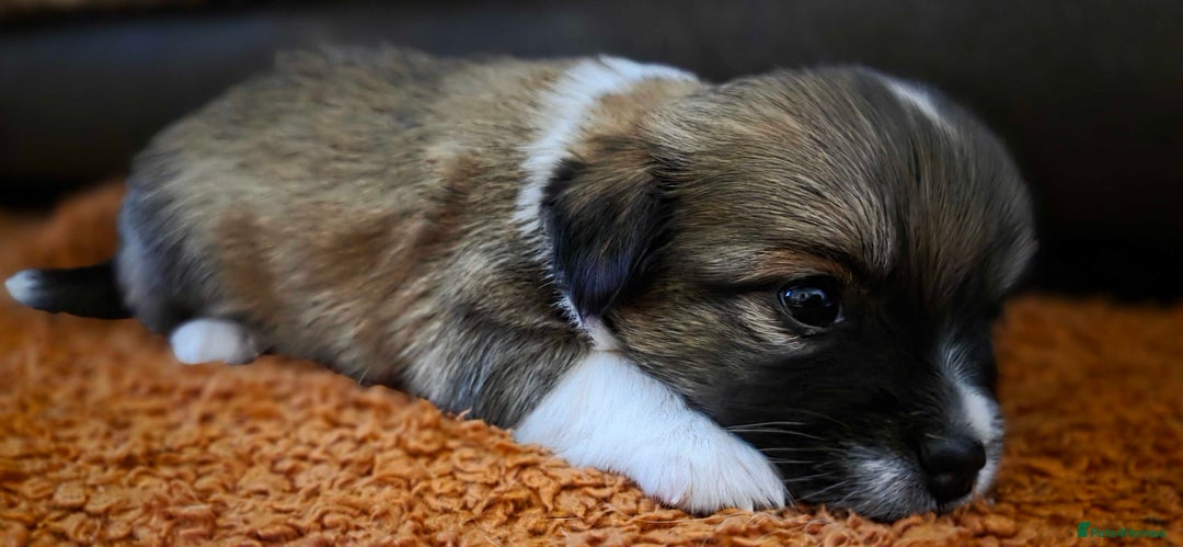 Pomchi dogs for sale: Amazing little Pomchi Pups - Image 10