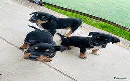 Rottweiler dogs for sale: 5 beautiful Rottweiler X puppies  - Image 14