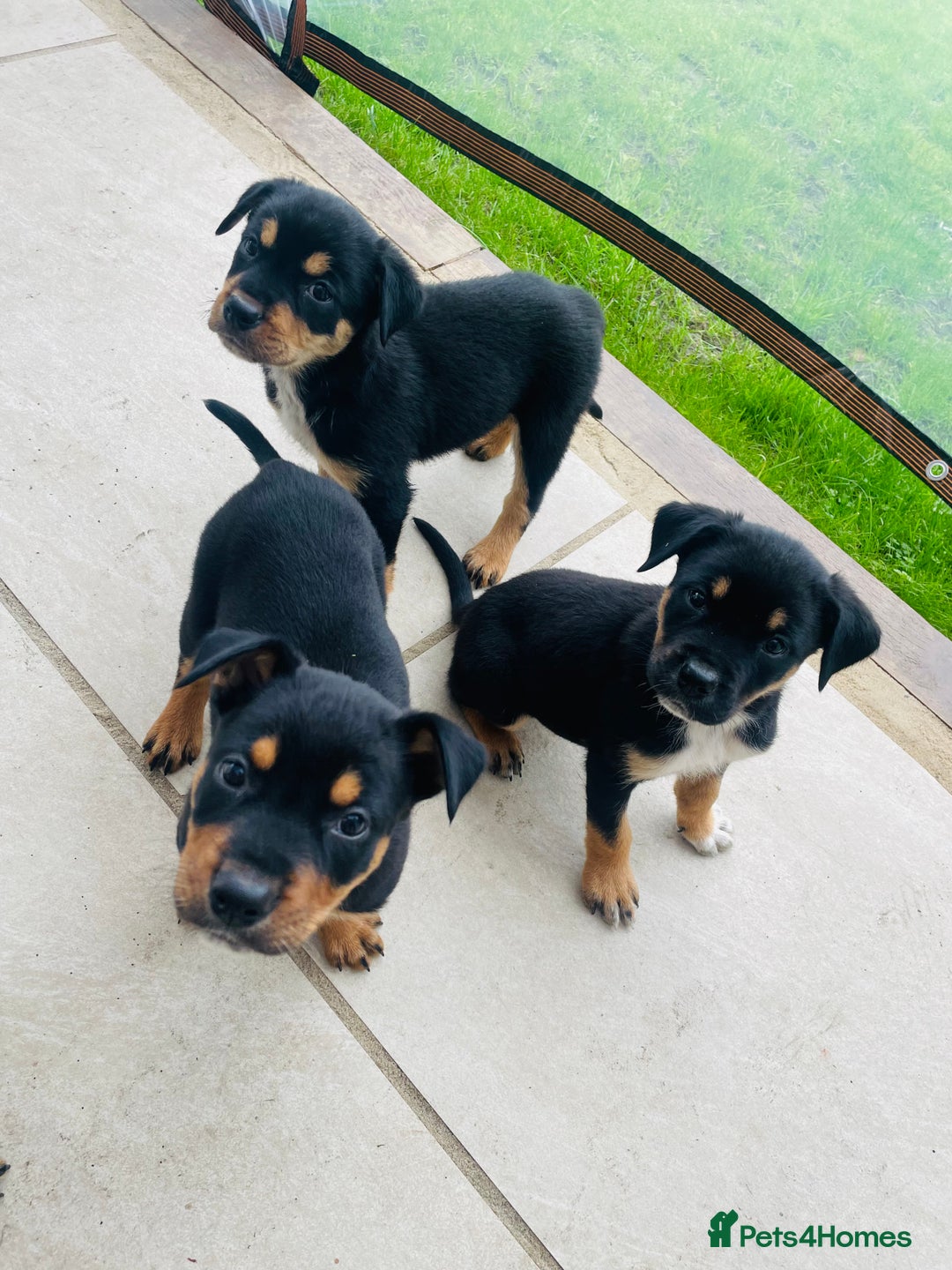 Rottweiler dogs for sale: 5 beautiful Rottweiler X puppies  - Image 14