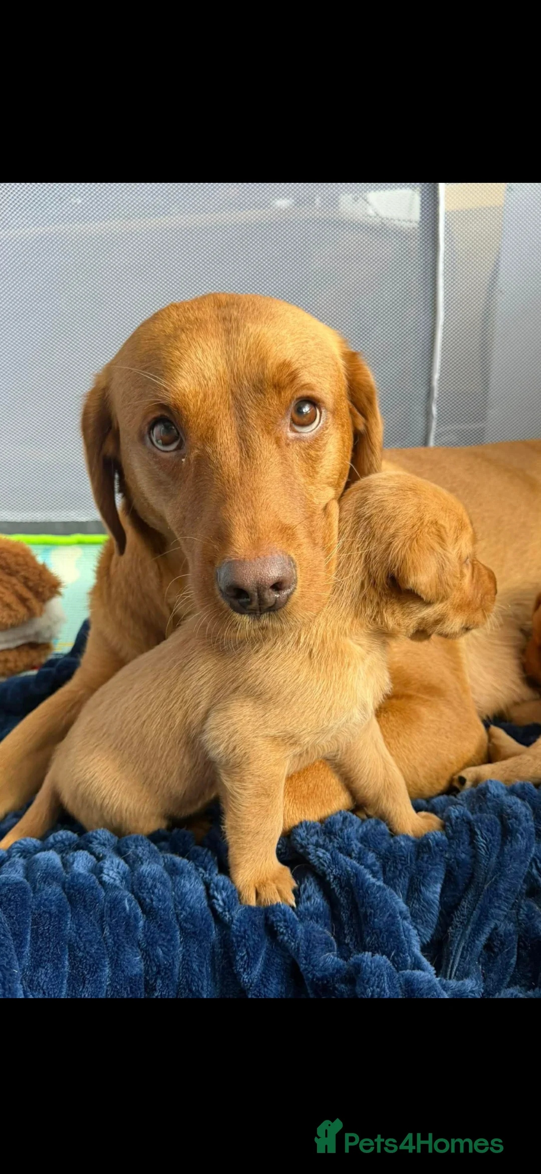 Labrador Retriever dogs for sale: Fox red Labrador  - Advert 1