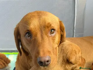 Labrador Retriever dogs Fox red Labrador - Advert 6