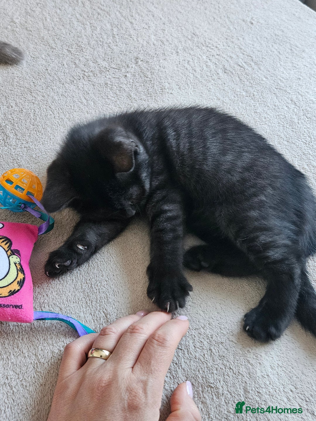 British Shorthair cats for sale: British shorthair kittens  - Advert 4