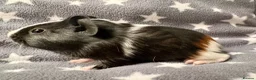 Guinea Pig rodents for sale: A Pair of Adorable Baby Guinea Pigs - Advert 4