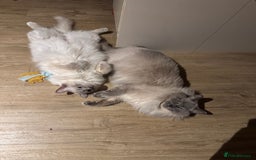 Ragdoll cats for sale: Two beautiful Ragdoll Cats for a New Loving Home - Image 13