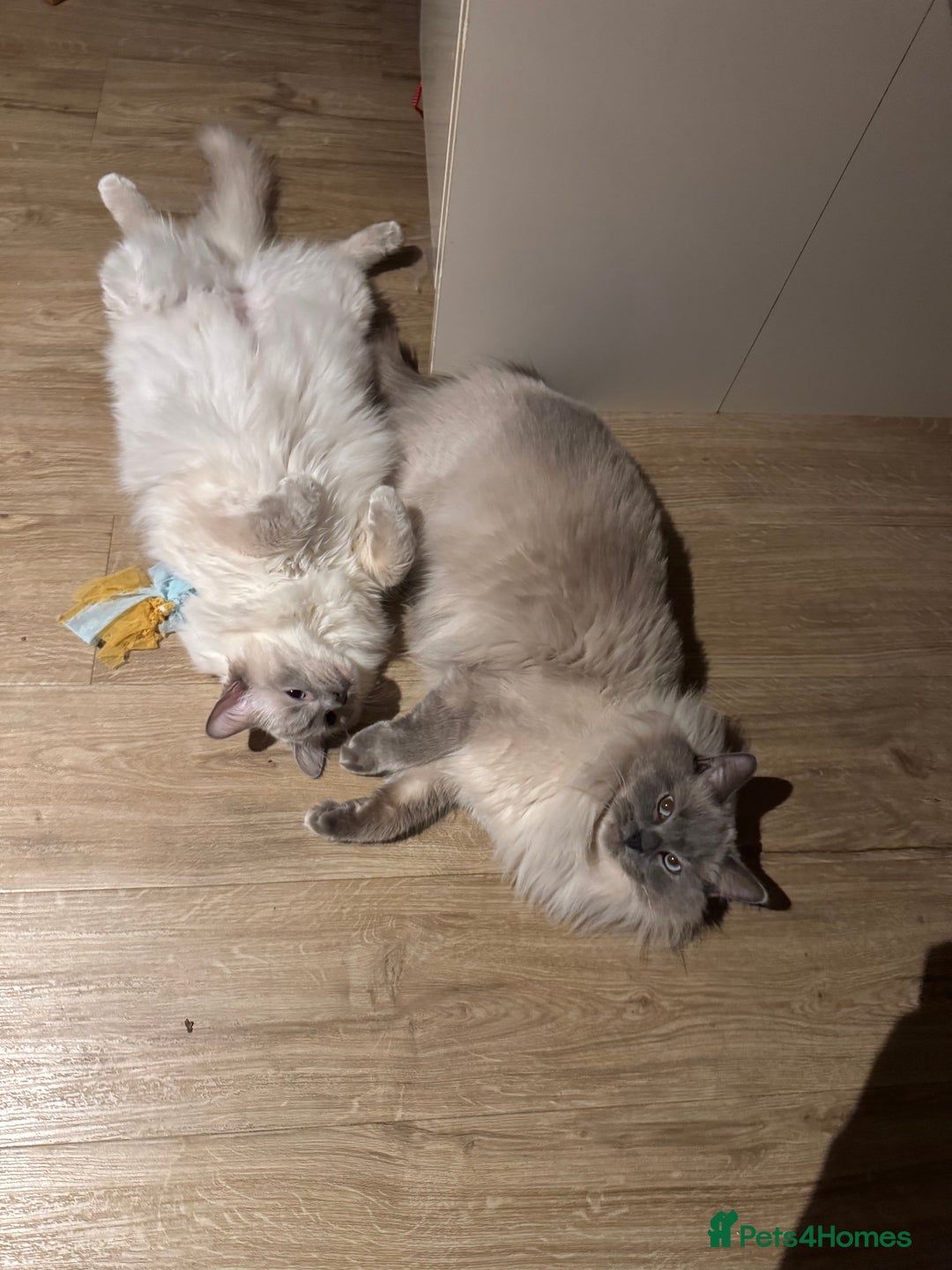 Ragdoll cats for sale: Two beautiful Ragdoll Cats for a New Loving Home - Image 13