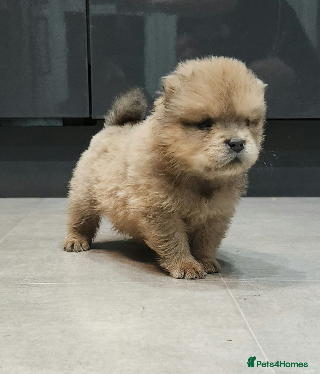 Chow Chow dogs for sale: Chow chow pedigree pups - Advert 10