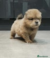 Chow Chow Puppy 6