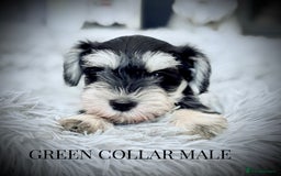 Miniature Schnauzer dogs for sale: ⭐️⭐️ ADORABLE MINI SCHNAUZER PUPS ⭐️⭐️ - Image 5