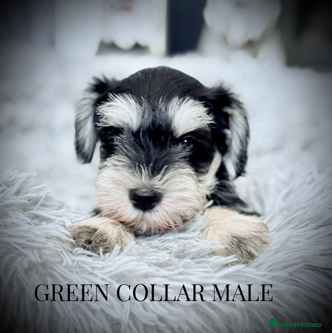 Miniature Schnauzer dogs for sale: ⭐️⭐️ ADORABLE MINI SCHNAUZER PUPS ⭐️⭐️ - Image 5