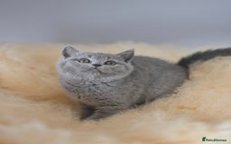 British Shorthair cats for sale: GCCF reg blue kittens  - Image 27