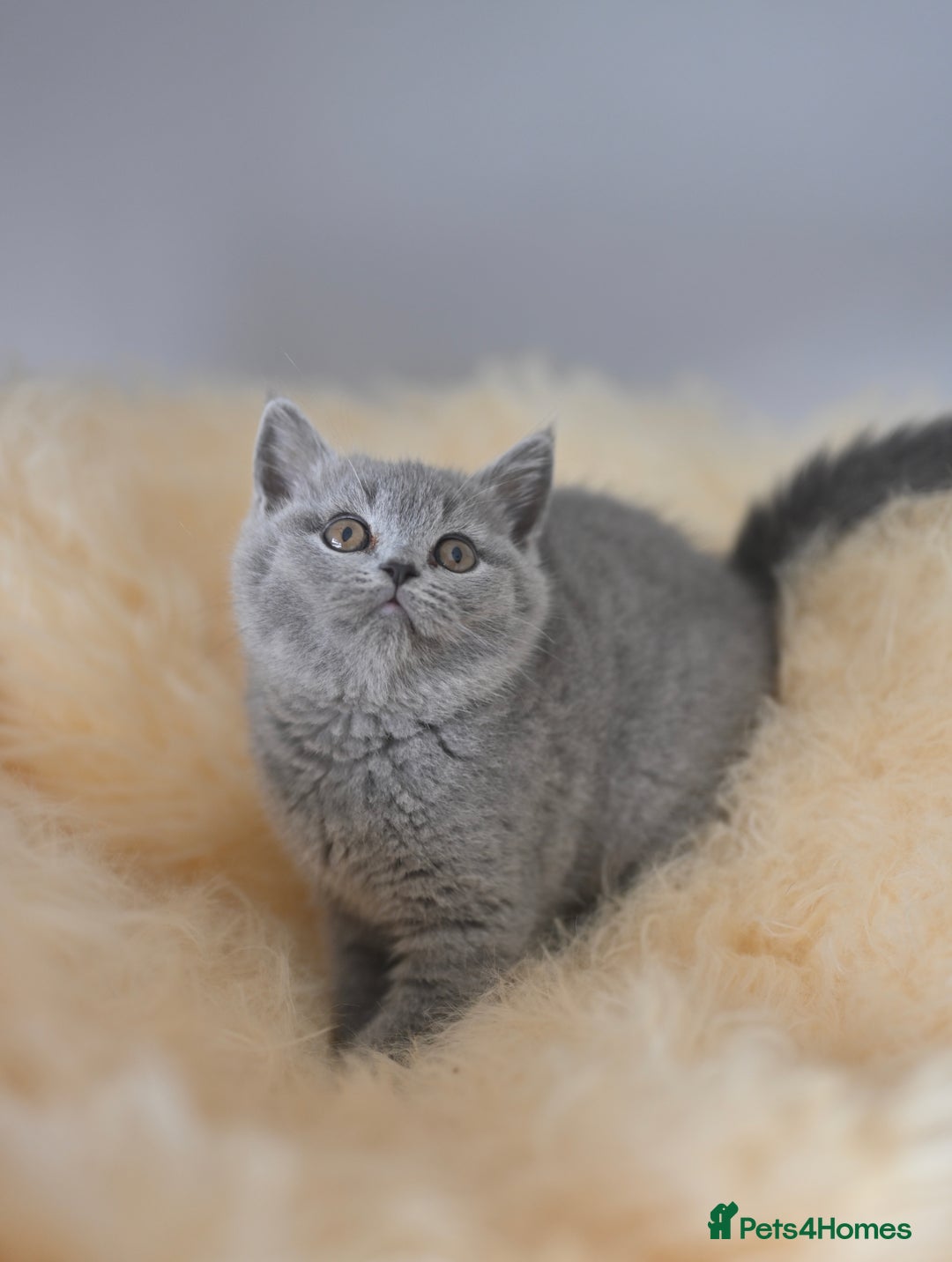 British Shorthair cats for sale: GCCF reg blue kittens  - Image 27