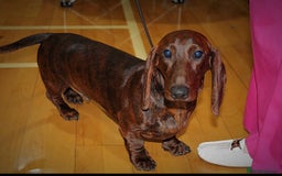 Dachshund dogs for sale: Lovely standard smooth boys  - Image 1