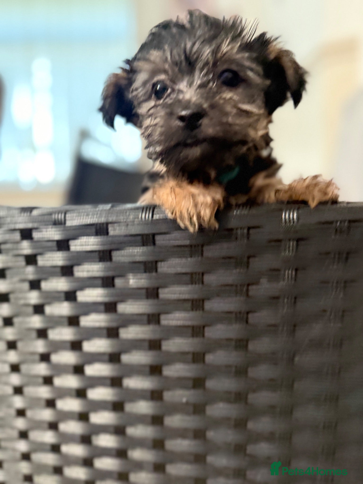 Yorkshire Terrier dogs Beautiful Yorkshire Terrier Puppies  - Advert 7