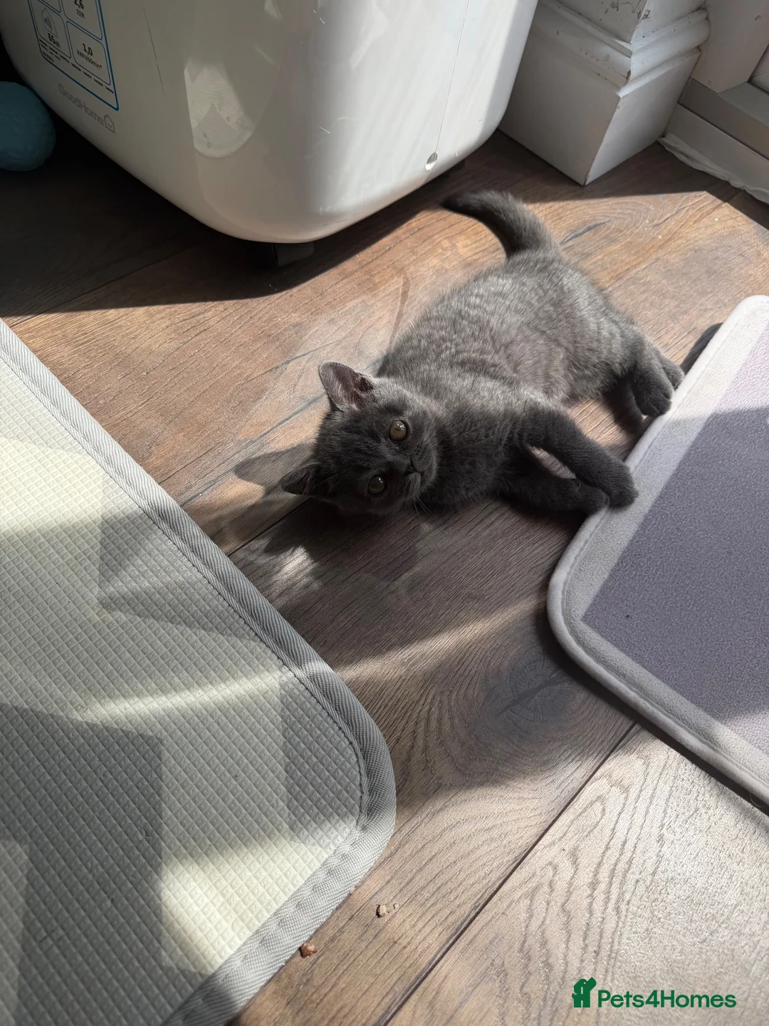 British Shorthair cats for sale: Scottish fold X British shorthair female kitten - Advert 2