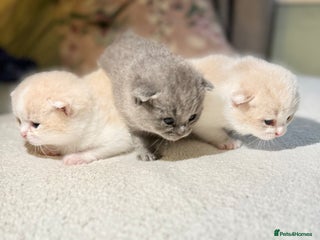 British Shorthair cats Handsome British Shorthair Kittens - Advert 5