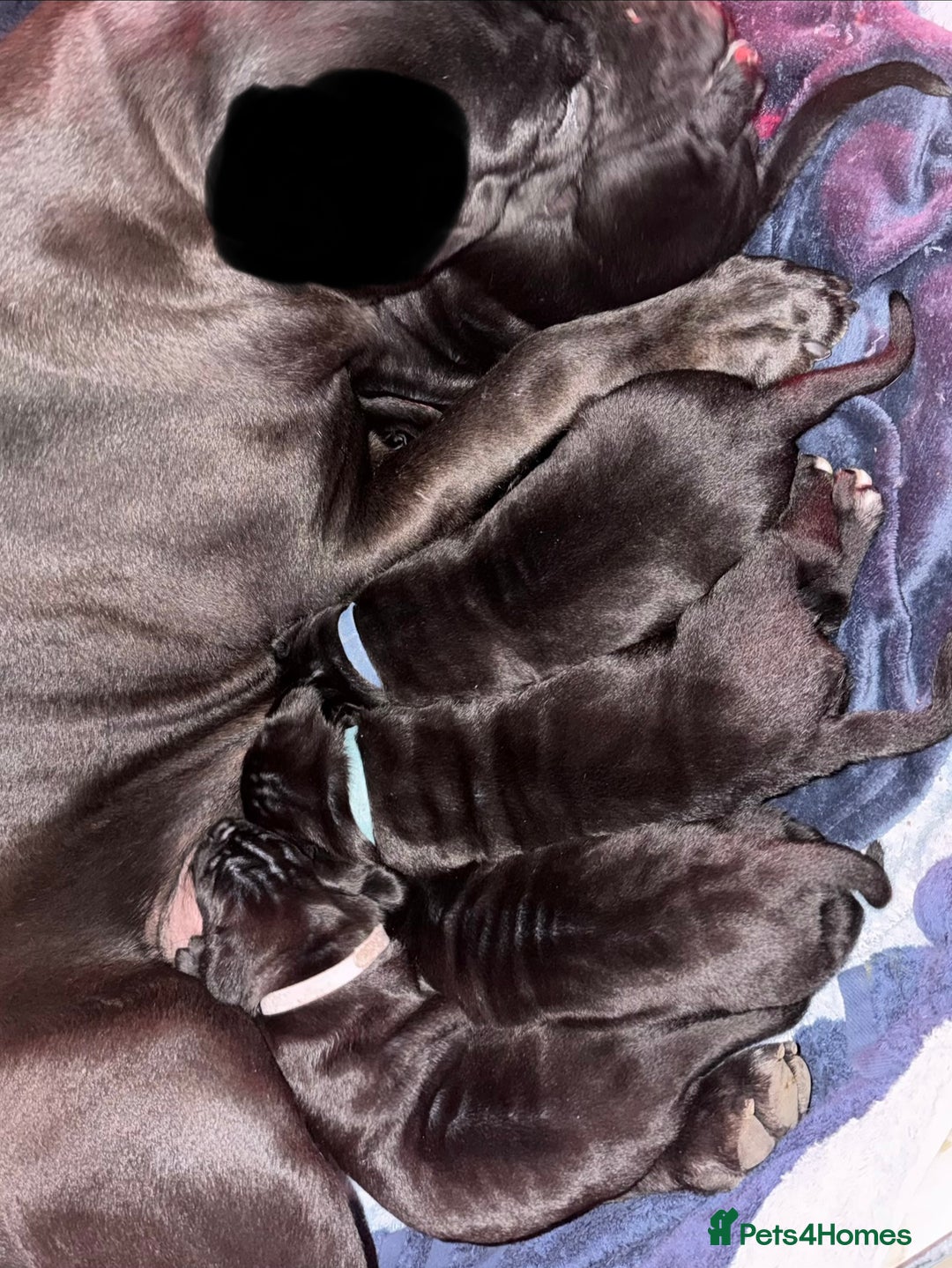 Cane Corso dogs for sale: *PRICE DROP* HUGE STUNNING FULL PEDIGREE FEMALES - Advert 25