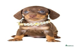 Miniature Dachshund dogs for sale: Quality miniature Dachshunds Liverpool  - Image 2