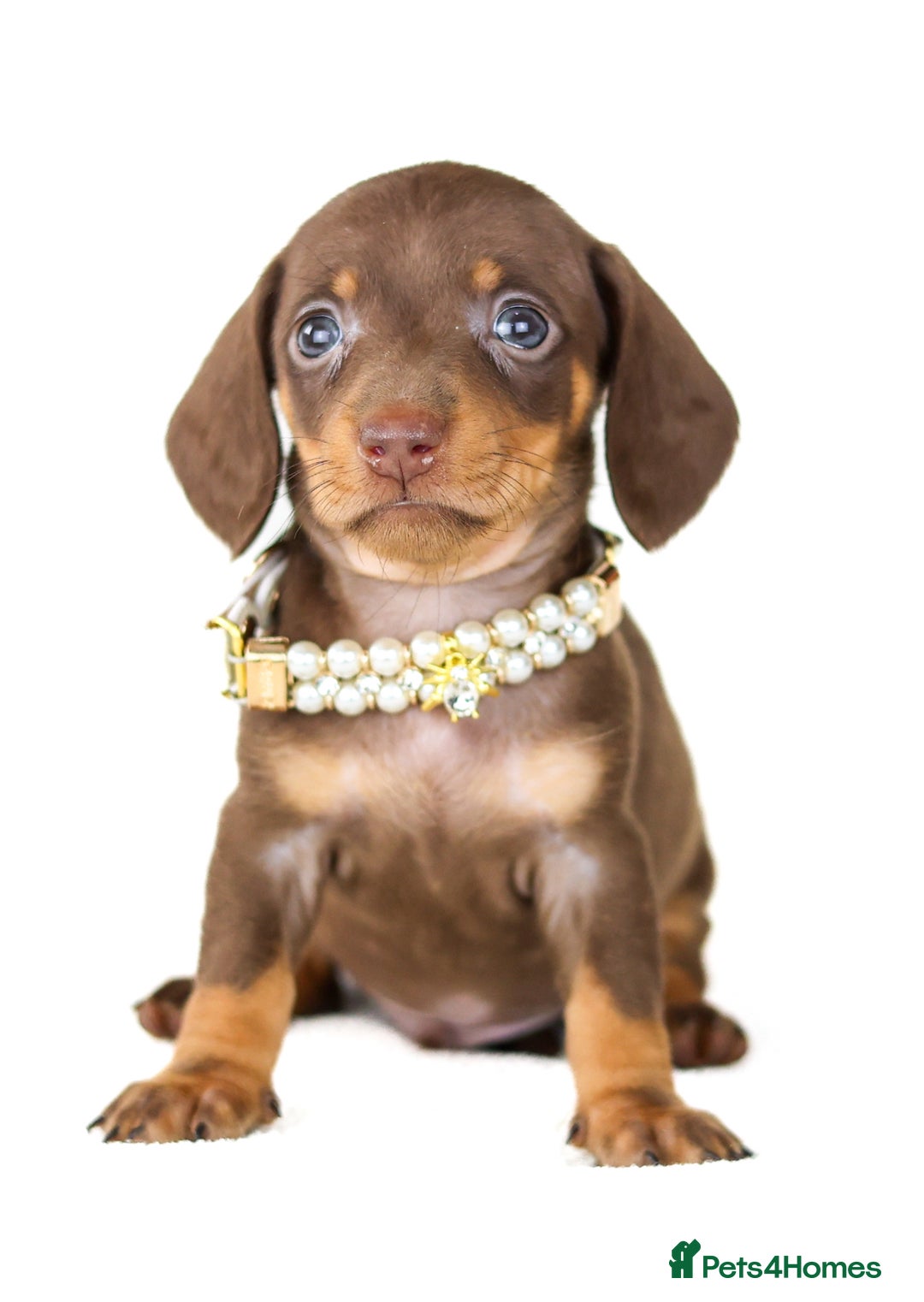 Miniature Dachshund dogs for sale: Quality miniature Dachshunds Liverpool  - Image 2