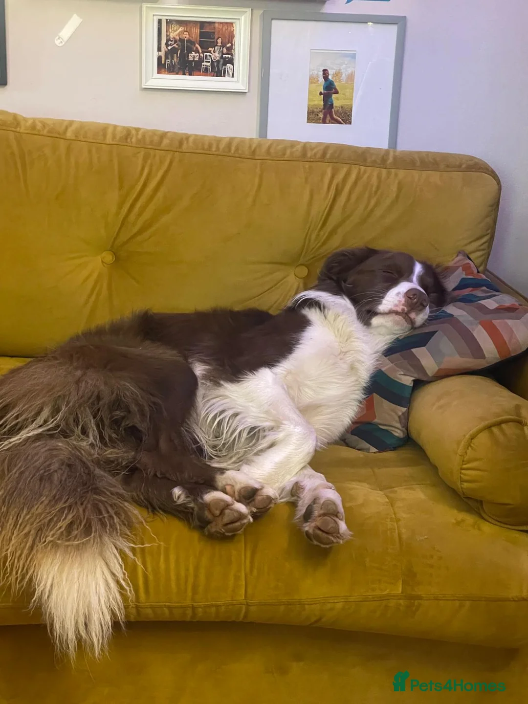 Border Collie dogs for sale: Beautiful, two-year-old, Red Border Collie in Malvern - Advert 5
