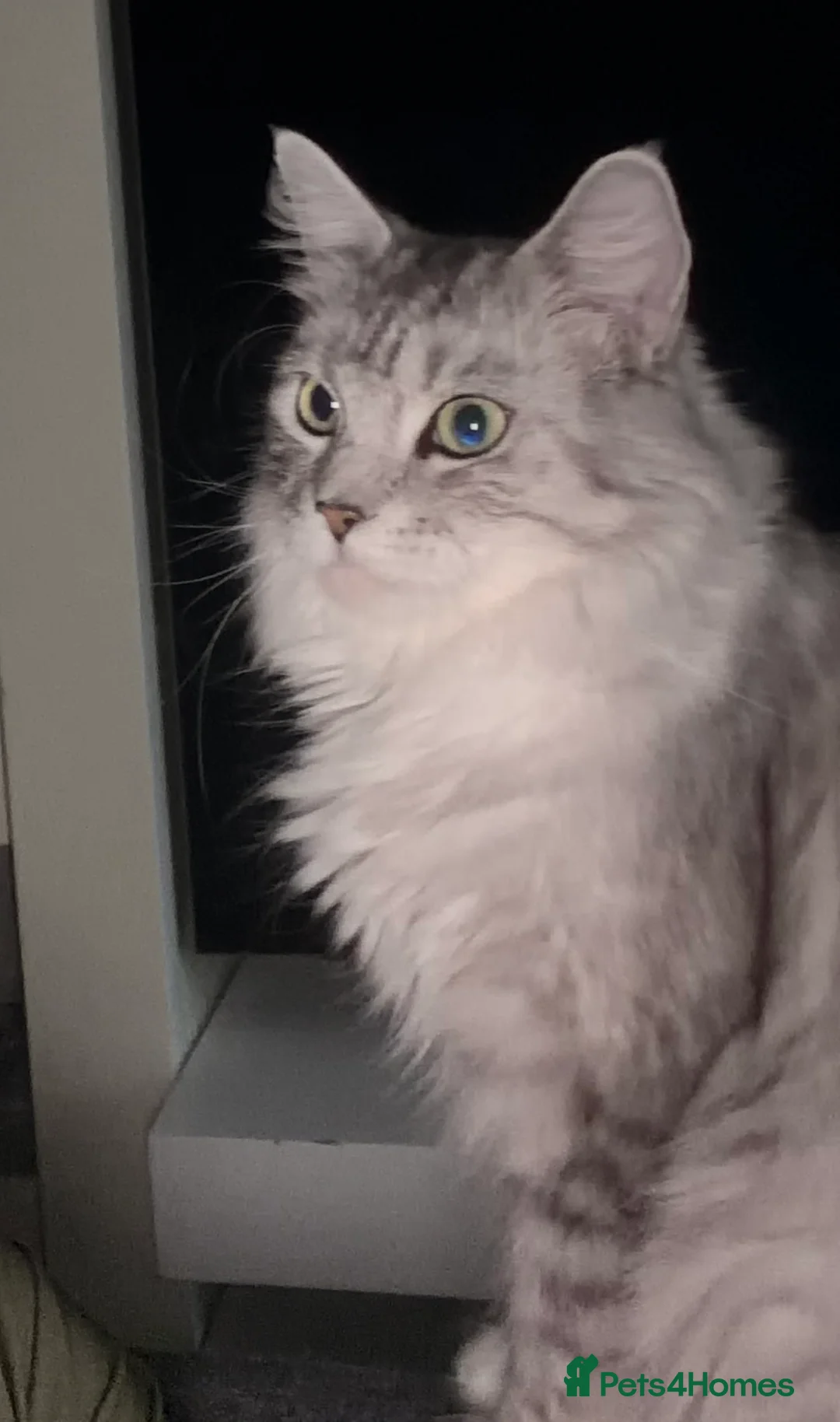 Mixed Breed cats for sale: Beautiful Maine Coon–type kittens available. - Advert 2