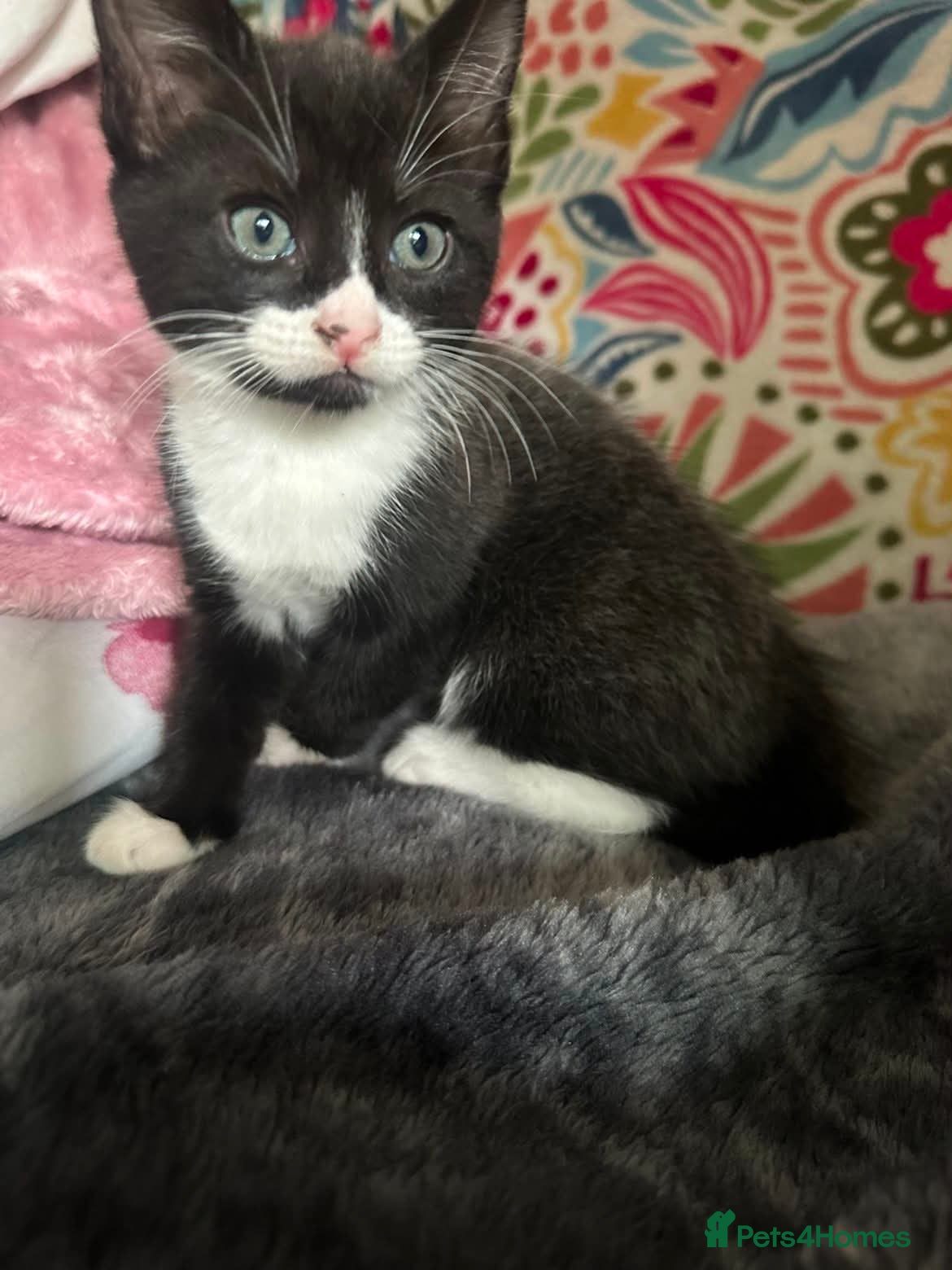 Mixed Breed cats 3 beautiful kittens for sale - Advert 16
