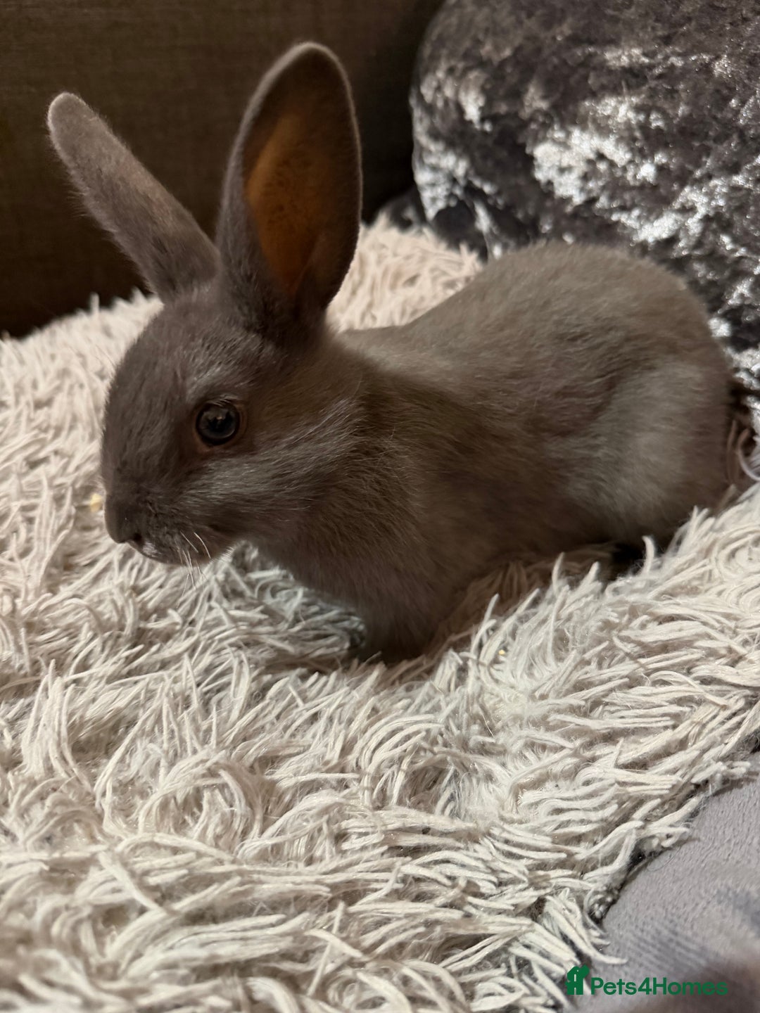Mixed Breed rabbits for sale: Bunnies for Sale - Advert 3