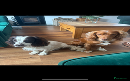 Cocker Spaniel dogs for sale: 5 beautiful working cocker spaniels 3 boys 2 girls - Image 2