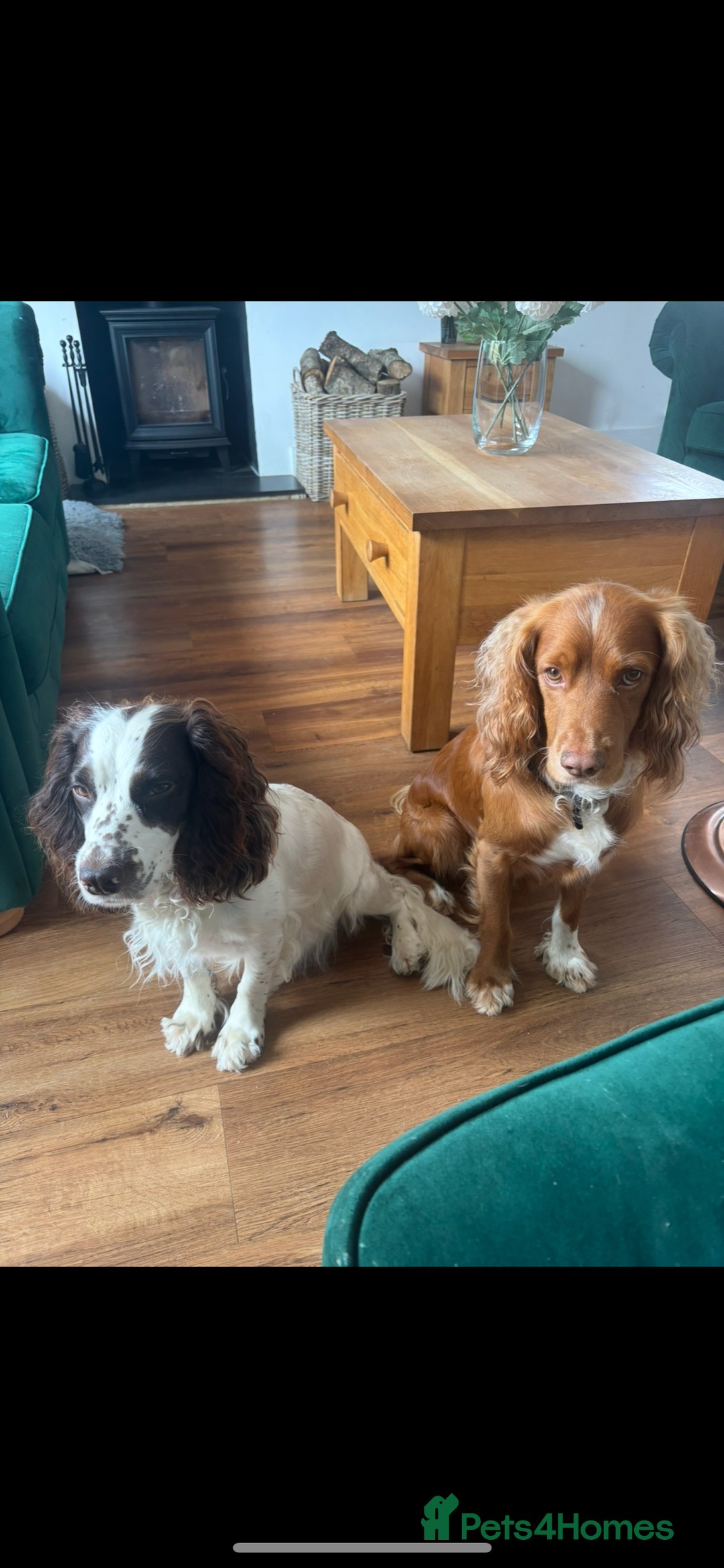 Cocker Spaniel dogs for sale: 5 beautiful working cocker spaniels 3 boys 2 girls - Image 2