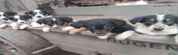 Border Collie dogs for sale: Tri Coloured Collie Pups - Advert 4