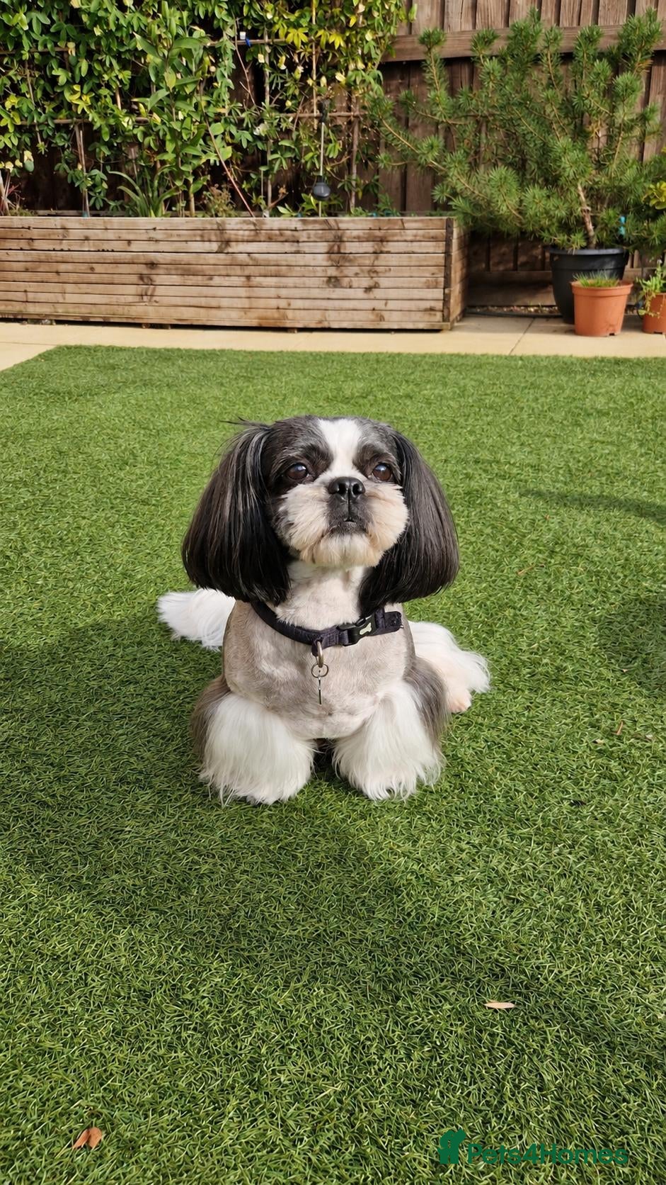 Shih Tzu dogs KC Registered Proven Shih Tzu Stud MAX - Advert 3
