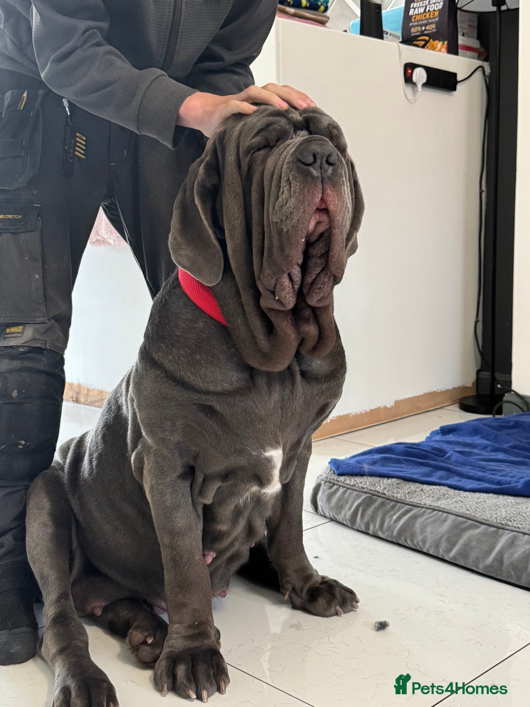 Neapolitan Mastiff dogs for sale: Neapolitan mastiff puppies due 27th September - Image 15
