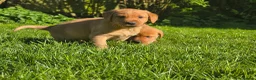 Labrador Retriever dogs for sale: Fox red labradors. 1 female 2 male available - Advert 5
