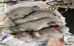 French Bulldog dogs for sale: French bulldog puppies - Image 1