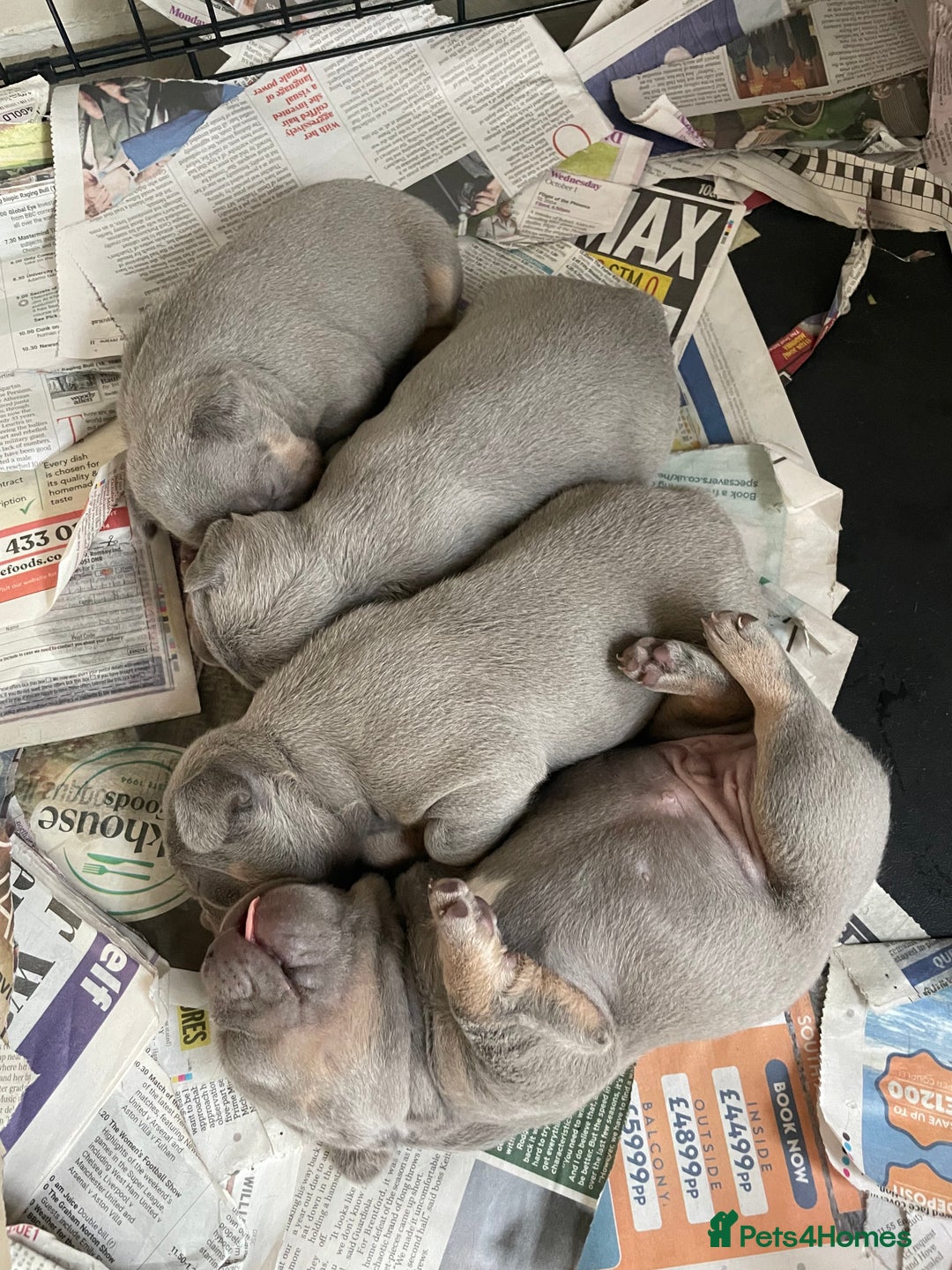 French Bulldog dogs for sale: French bulldog puppies - Image 1