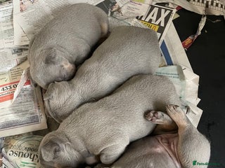 French Bulldog dogs - Advert 6