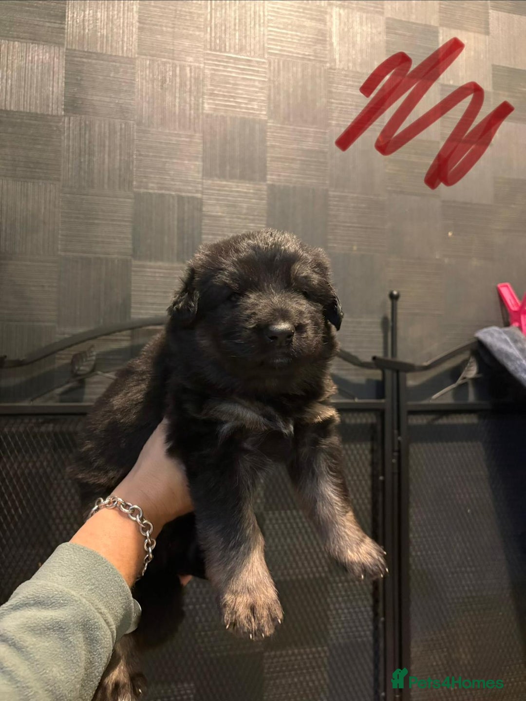 German Shepherd dogs for sale: German Shepherd Puppy's  - Advert 18